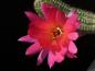 Preview: Blüte der Mutterpflanze